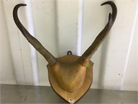 Prong horn antelope head mount            (3)
