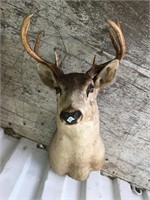 White tail deer head mount            (3)