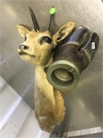 African antelope head mount (broken horn) with a h