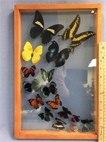 A 16" x 11" multiple butterfly display    (a 7)