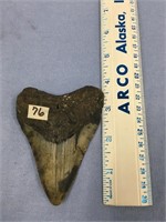Choice on 2 (76-77): large megalodon shark teeth