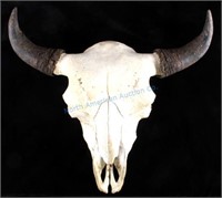 Large Montana Buffalo Skull