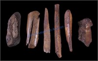 Ancient Mammoth Ivory Tusk Collection