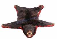 Black Bear Trophy Rug Taken in Colorado