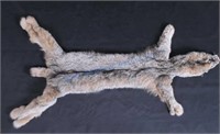 Alaskan Lynx Tanned Large Hide