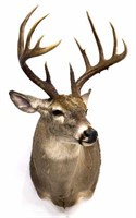 WHITETAIL DEER TAXIDERMY MOUNT