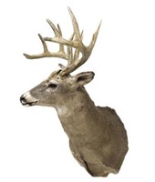 WHITETAIL DEER TAXIDERMY MOUNT