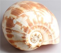 Giant Crowned Baler Melon Seashell