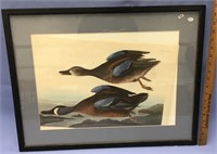 Choice on 3 (8-10): framed pictures of birds from