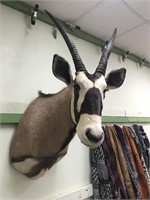 Oryx head mount     (3)