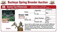 Green 106 bred doe - Rolex
