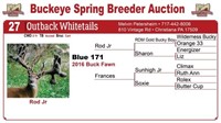 Blue 171 buck fawn - Rod Jr