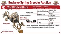White 162 bred doe - Sudden Impact