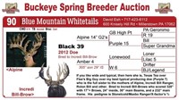 Black 39 bred doe - Alpine