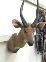 Bush buck head mount         (3)