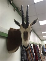 Scimitar-horned Oryx head mount         (3)