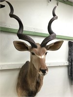 Very large kudu head mount         (3)