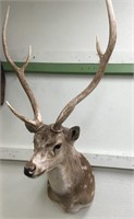 Axis deer head mount         (3)