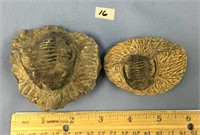 A lot of two trilobite fossils   (3)