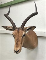 Impala head mount       (3)