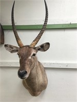 Water buck head mount        (3)
