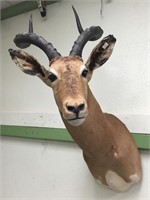 Impala head mount       (3)
