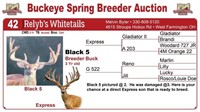Black 5 breeder buck - Express