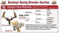 Pink 1213 bred doe - Maxbo XL