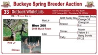Blue 200 buck fawn - Rod Jr