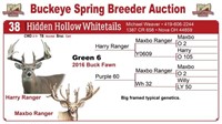 Green 6 buck fawn - Harry Ranger