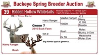 Green 7 buck fawn - Harry Ranger