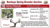 Purple 113-15 bred doe - Sun Dragon