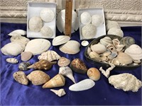 Large Lot of Sea Shells and Sand Dollars