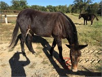 Gypsy  Mare Mule