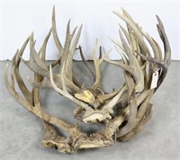 (7) Mule Deer Antlers- Total Weight 18 Lbs