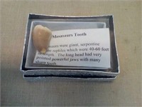 Mosasaurs tooth