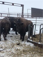 Probst Bison Online Only Calf Auction