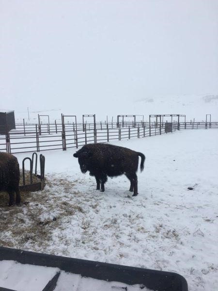 Probst Bison Online Only Calf Auction