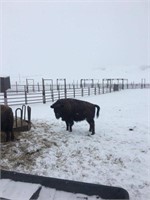 BUFFALO HEIFER CALVES