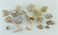 Large Lot of Seashells, Coral