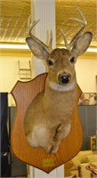 2001 White Tail Deer 8 Point Shoulder Mount