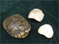 3 Turtle Shells