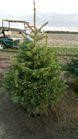 3-5Ft Evergreen TRees