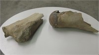 2 Extremely Large Bone Fragments