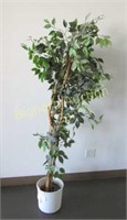 Silk Tree: Approx 6' Tall