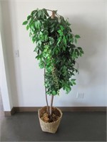 Silk Tree: Approx 65" Tall