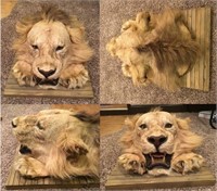 African Lion Head and Paw Taxidermy Mount