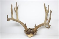 25" Mule Deer Antlers- Non-Typical 7X8