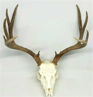 Mule Buck Antlers (Full Head)