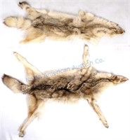 Montana Tanned Coyote Hides